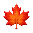 Maple leaf